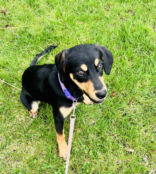Coco Puff (Adopted)