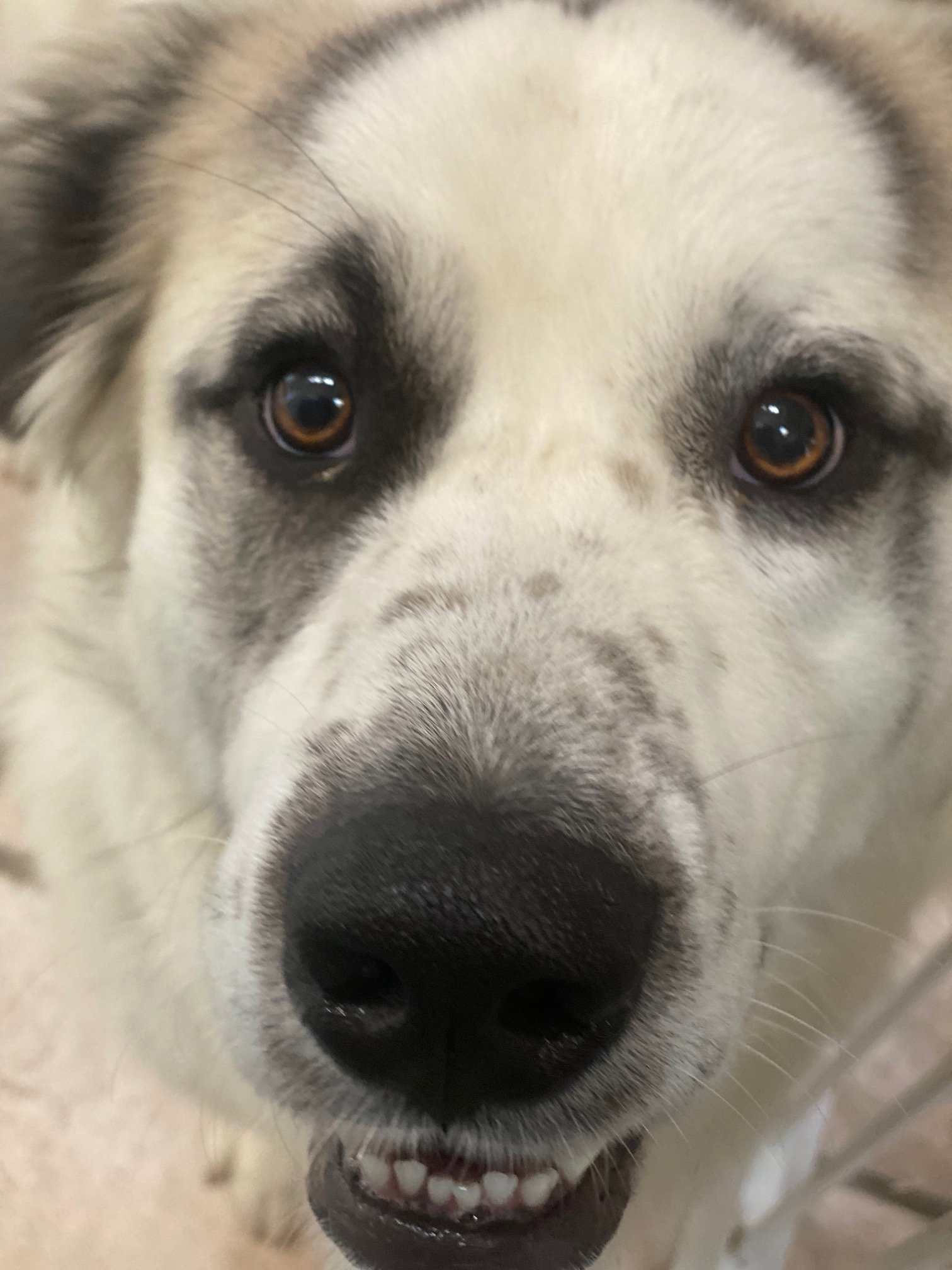 Cloud-NEEDS FOSTER Image
