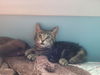 C232 litter Lola