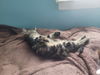 C232 litter Lola