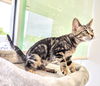 C232 litter Lola