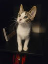 C232 litter Finley
