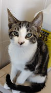 C232 litter Finley