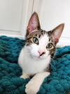 C232 litter Finley