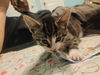 C232 litter Quinn