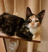 C233 Litter Mom Cleo