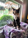 C233 Litter Mom Cleo