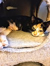 C233 Litter Mom Cleo