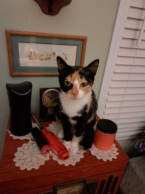 C233 Litter Mom Cleo