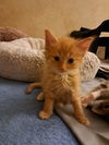C233 litter Flynn