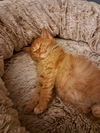 C233 litter Flynn