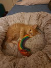 C233 litter Flynn
