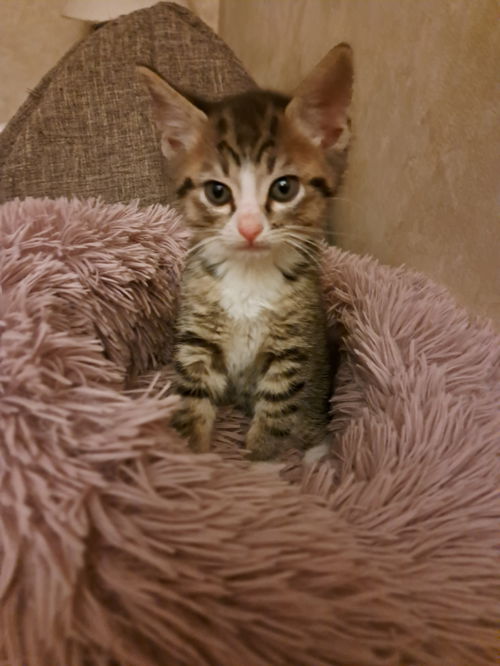 C233 litter Monty
