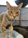 C234 Litter Mufasa [bonded with Scar]