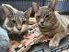 C234 Litter Mufasa [bonded with Scar]