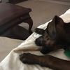Buddy