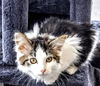 C235 Litter Cotton - PSP