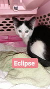 C235 Litter Eclipse