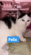 C235 Litter Felix