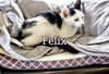 C235 Litter Felix