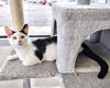 C235 Litter Felix