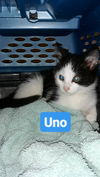 C235 Litter Uno - PSP