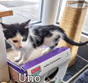 C235 Litter Uno - PSP