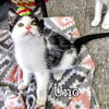 C235 Litter Uno - PSP