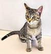 C236 Litter Lucy Betsy