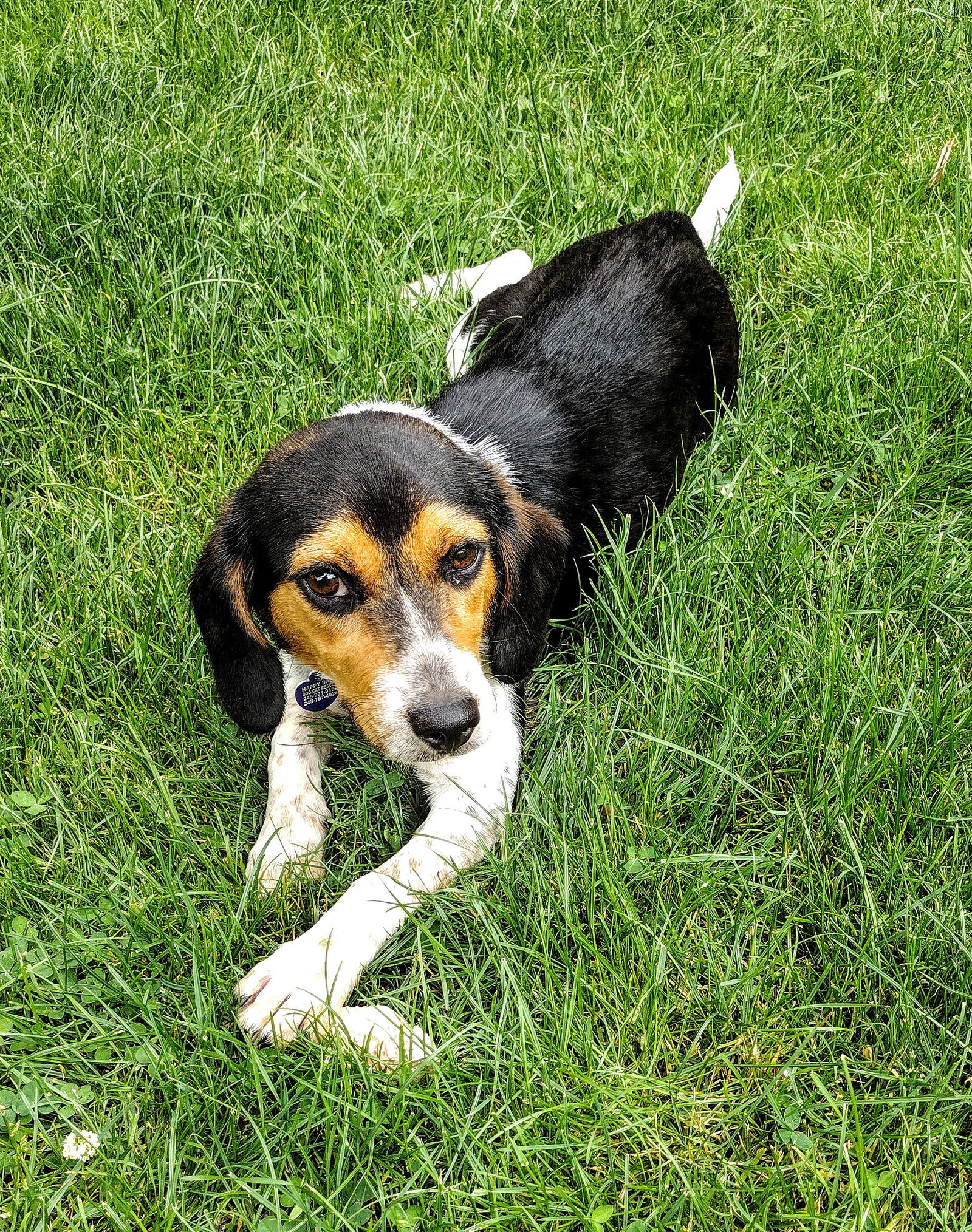 Dog For Adoption - Nora, A Beagle In Lapeer, MI | Alpha Paw