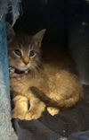 C238 Litter Orion