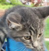 C238 Litter Orion
