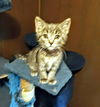 C238 Litter Orion