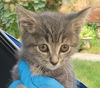 C238 Litter Artemis