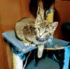 C238 Litter Artemis