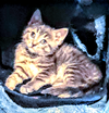 C238 Litter Artemis
