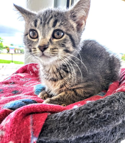 C238 Litter Artemis