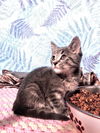 C238 Litter Andromeda