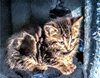 C238 Litter Andromeda