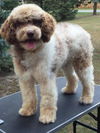 Luger - ADOPTED