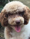 Luger - ADOPTED