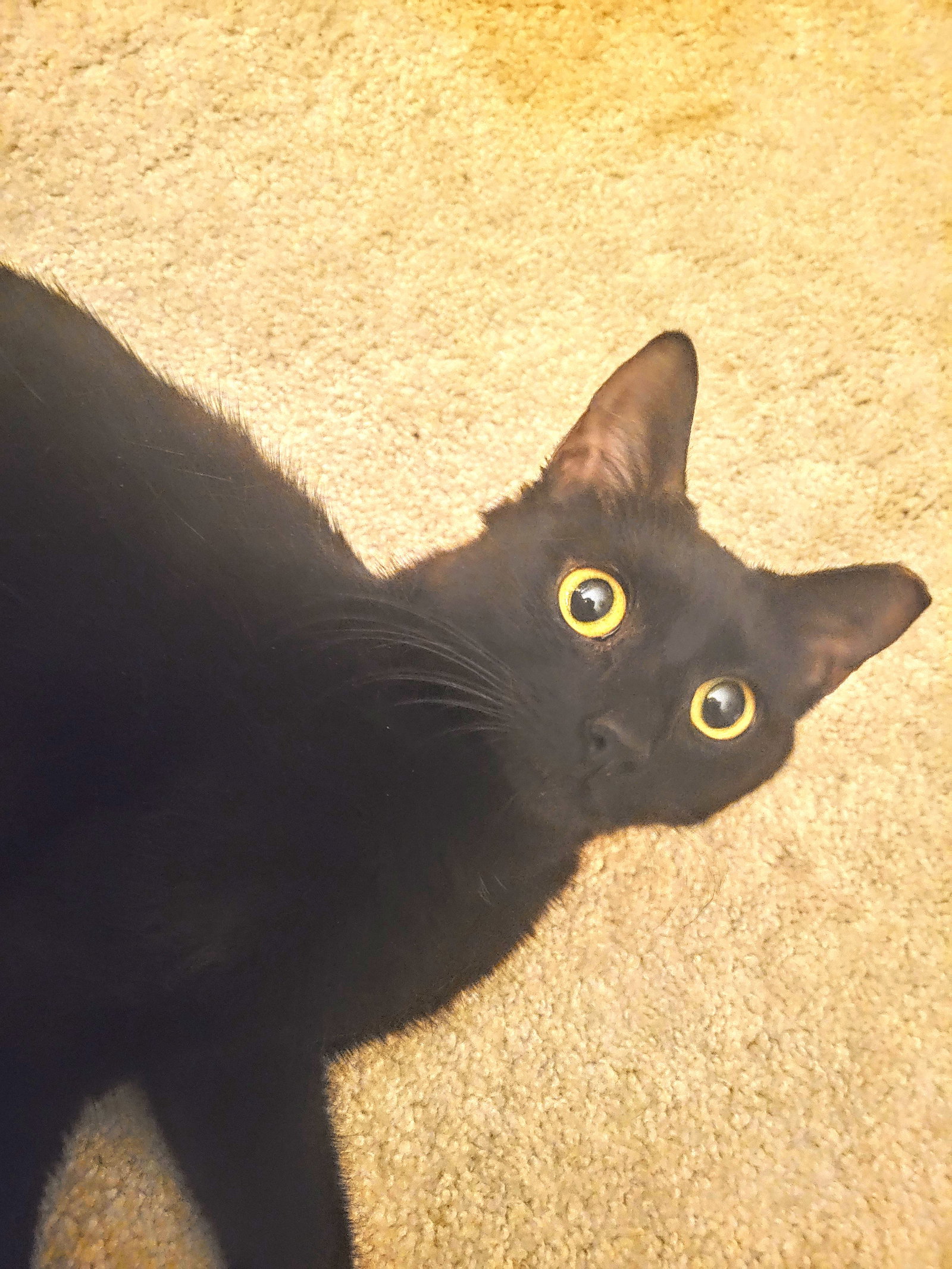 C238 Litter Luna, mom Image