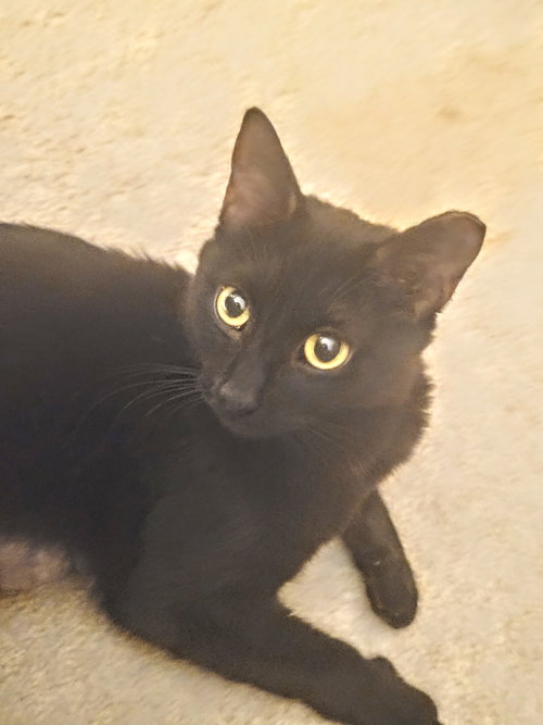 C238 LITTER LUNA, MOM - Domestic Short Hair available for adoption