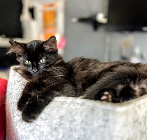 C239  litter Taz