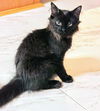 C239  litter Taz