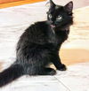 C239  litter Taz
