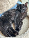 C239  litter Taz