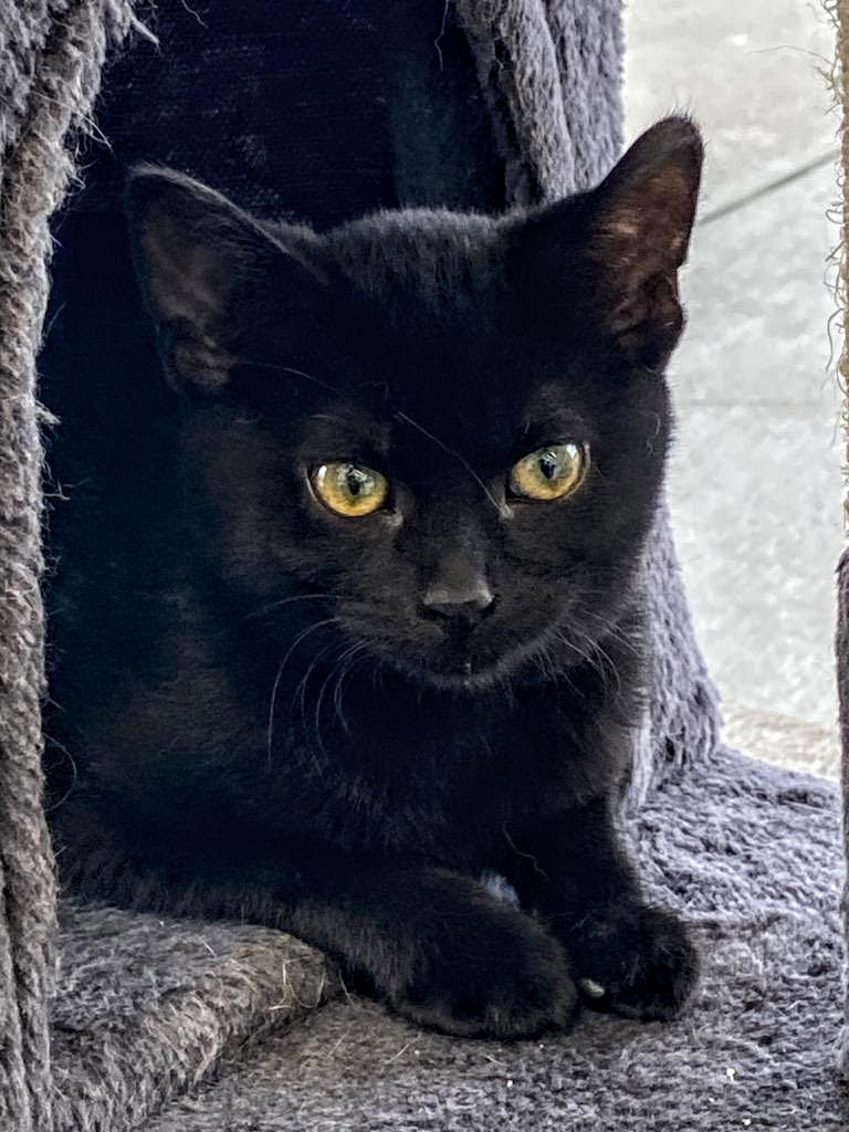 C240 Litter Tiana Image