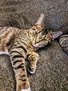 C240 litter Jasmine