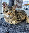C240 litter Prince